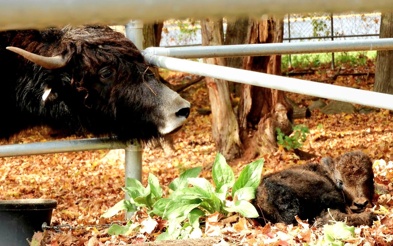 Baby yak curled up in the leaves on the ground while mom yak checks in through the fence