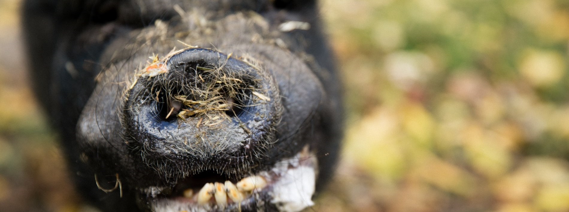 pig nose with straw on it, so darn cute