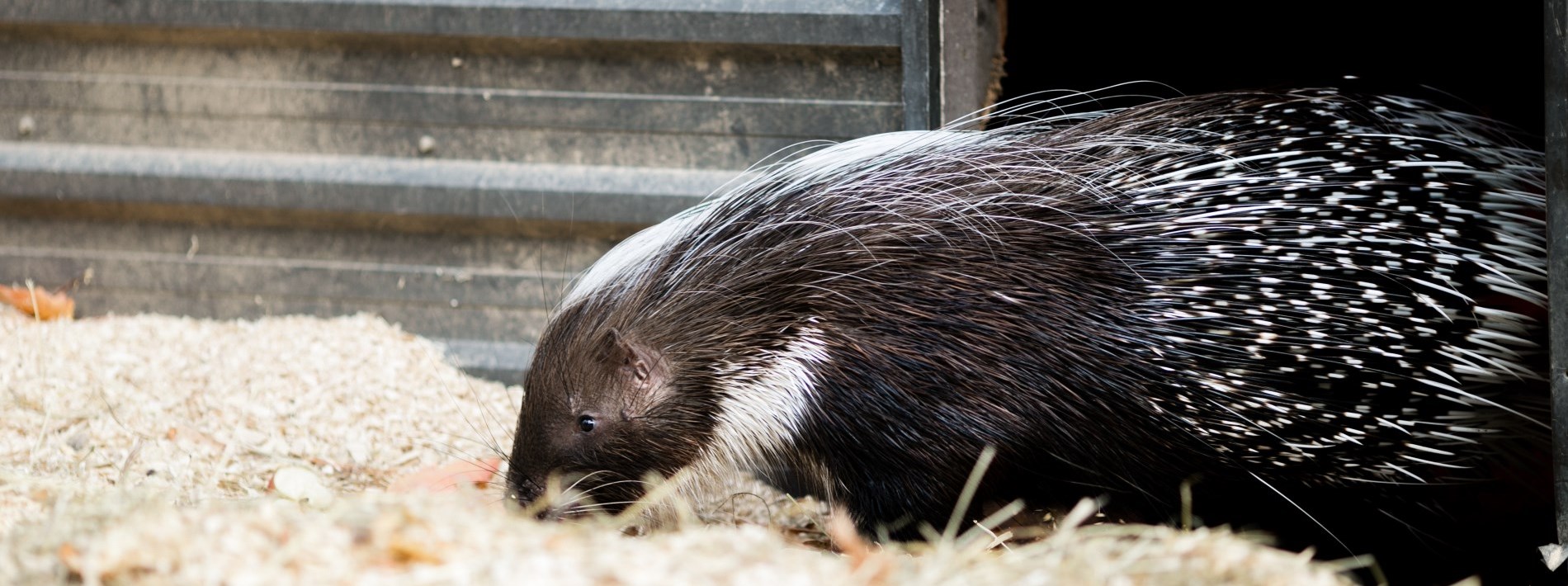 porcupine