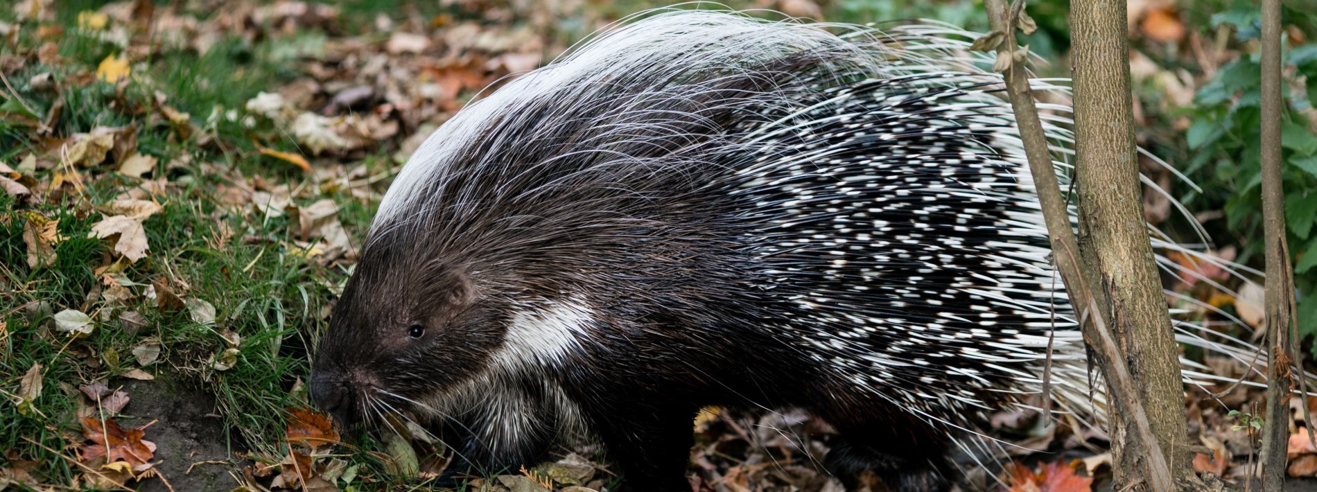 porcupine 