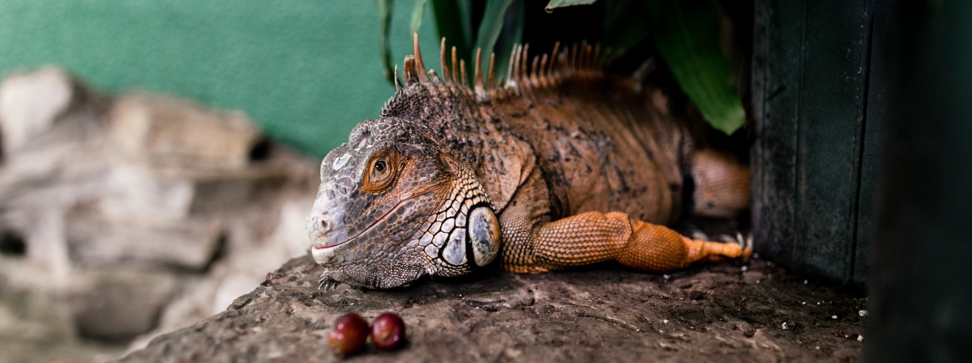 iguana