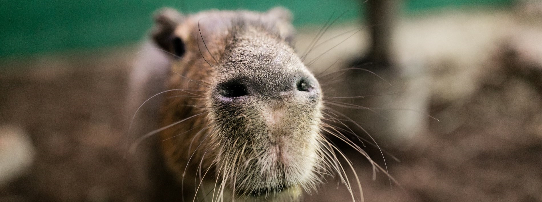 close up of animal whiskers, so so cute