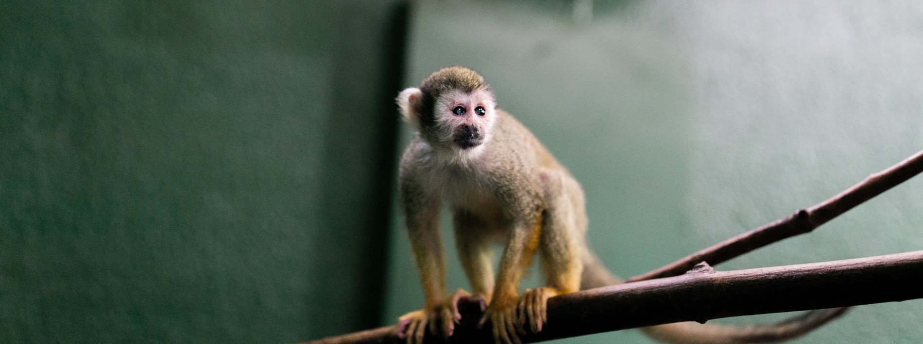 squirrel monkey