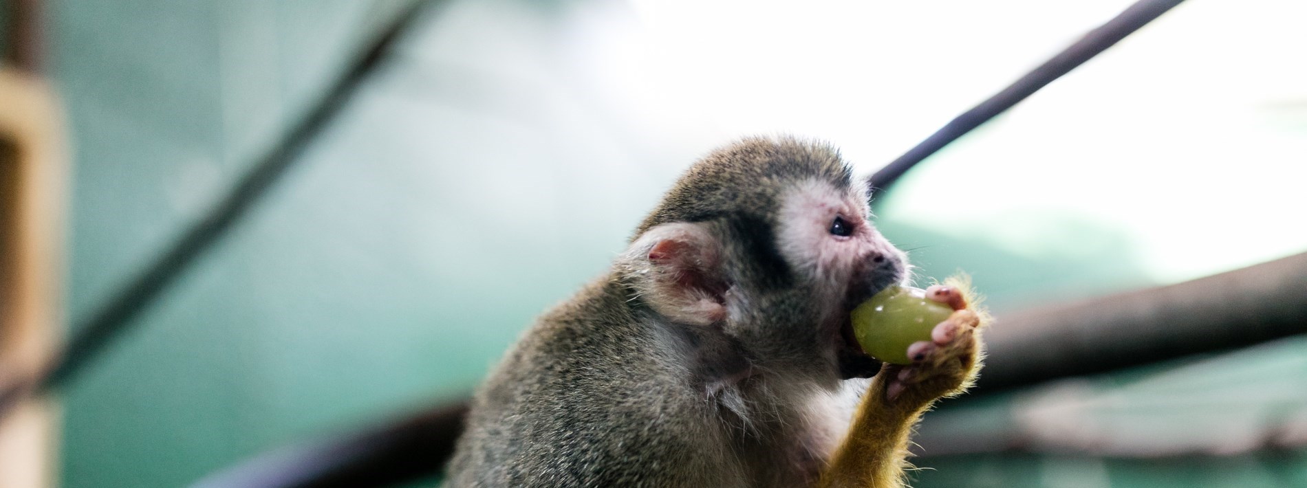 monkey eating a grape