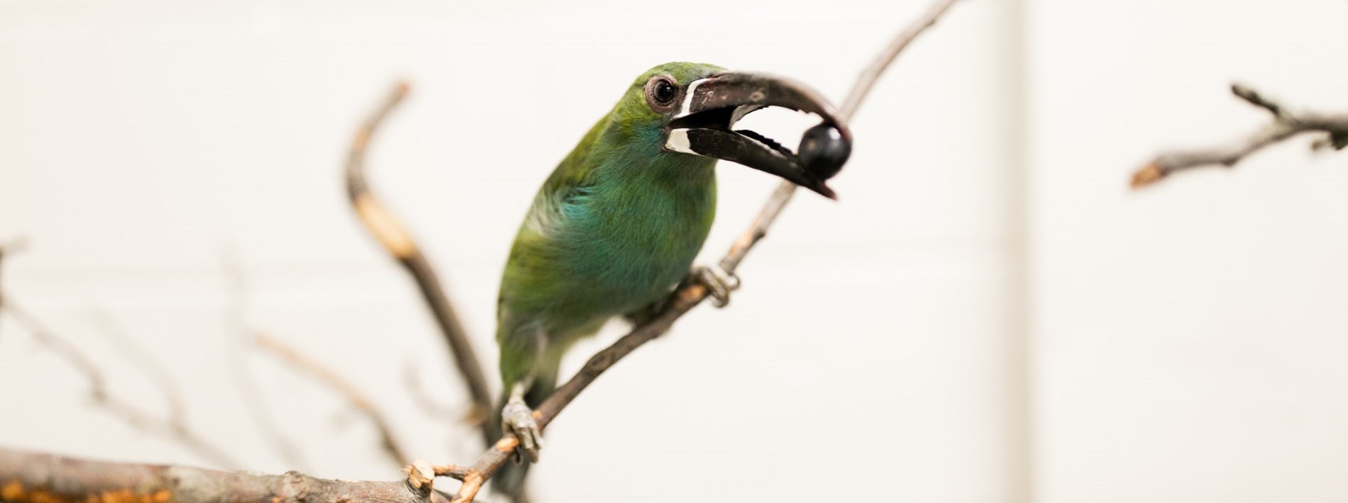 bird with grape in beak