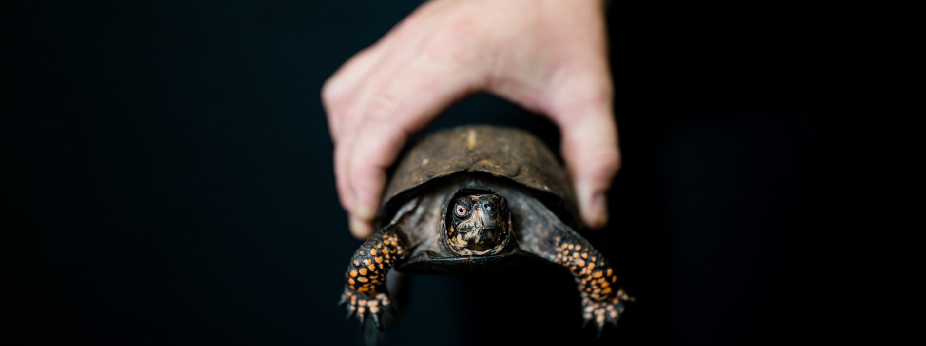 hand picking up turtle, adorable