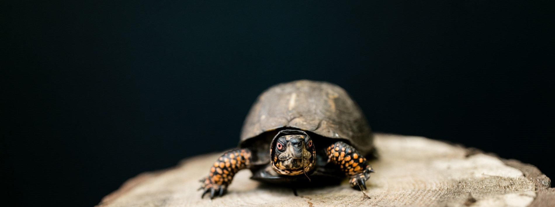 Turtle on log, very photogenic 