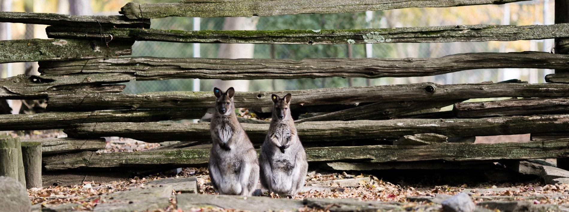 two kangaroos looking so cute