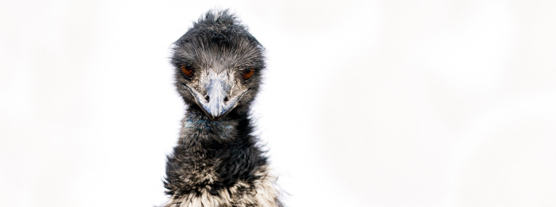 the sweetest emu face