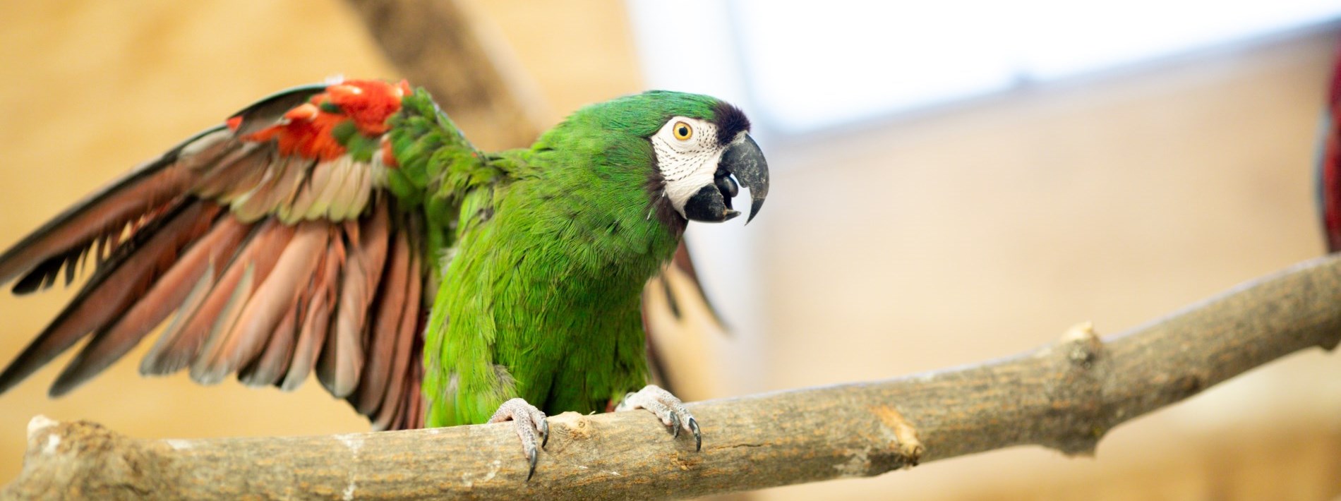 bird on branch