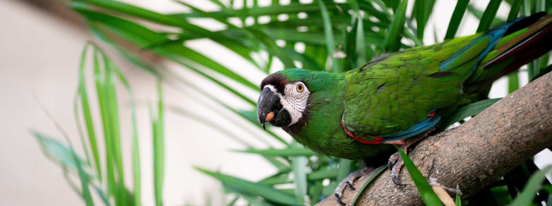 green bird in tree with almond in beak