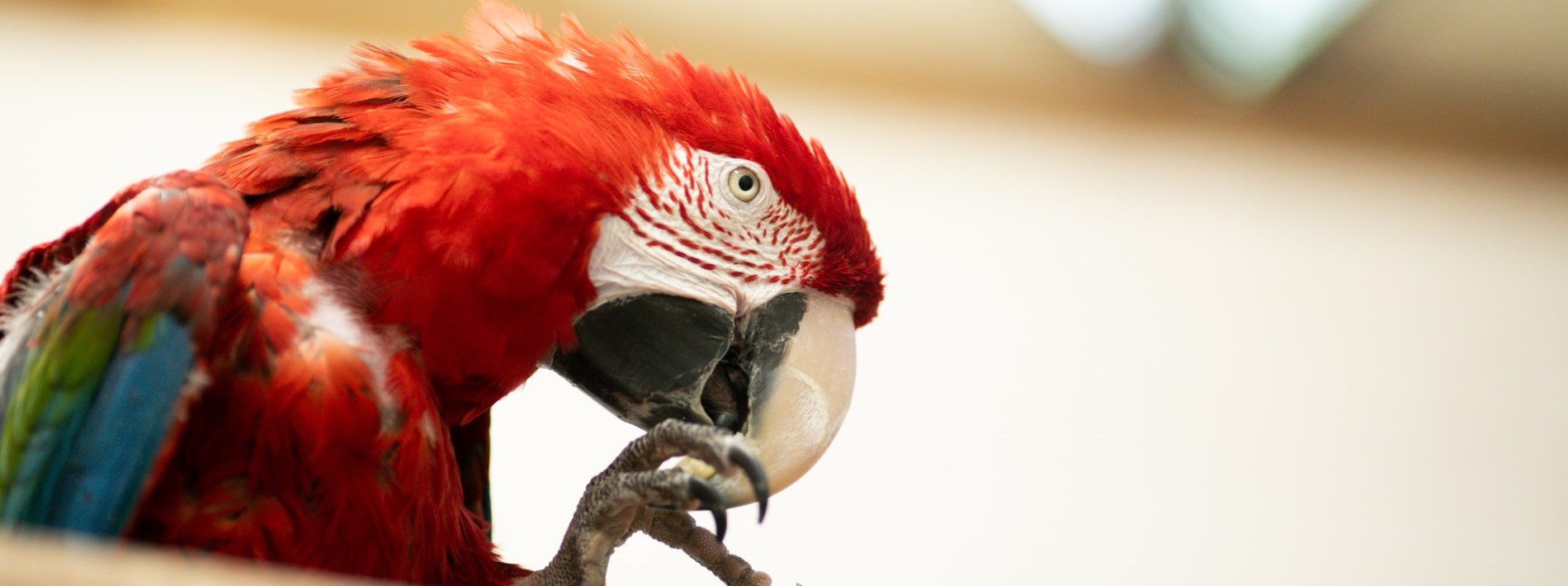 bird with its toe in beak