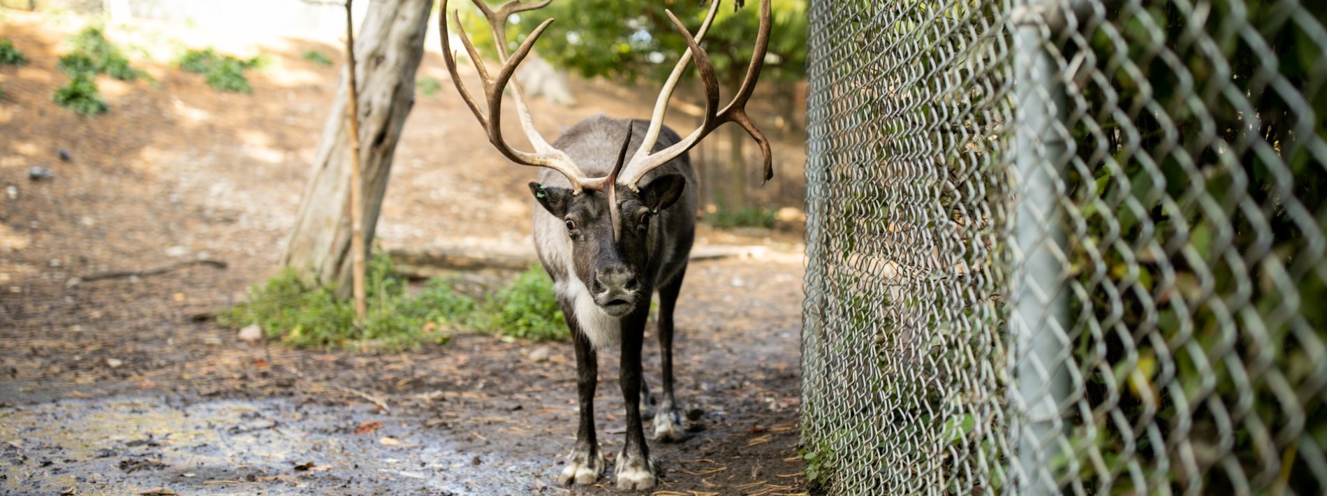 elk beside fence