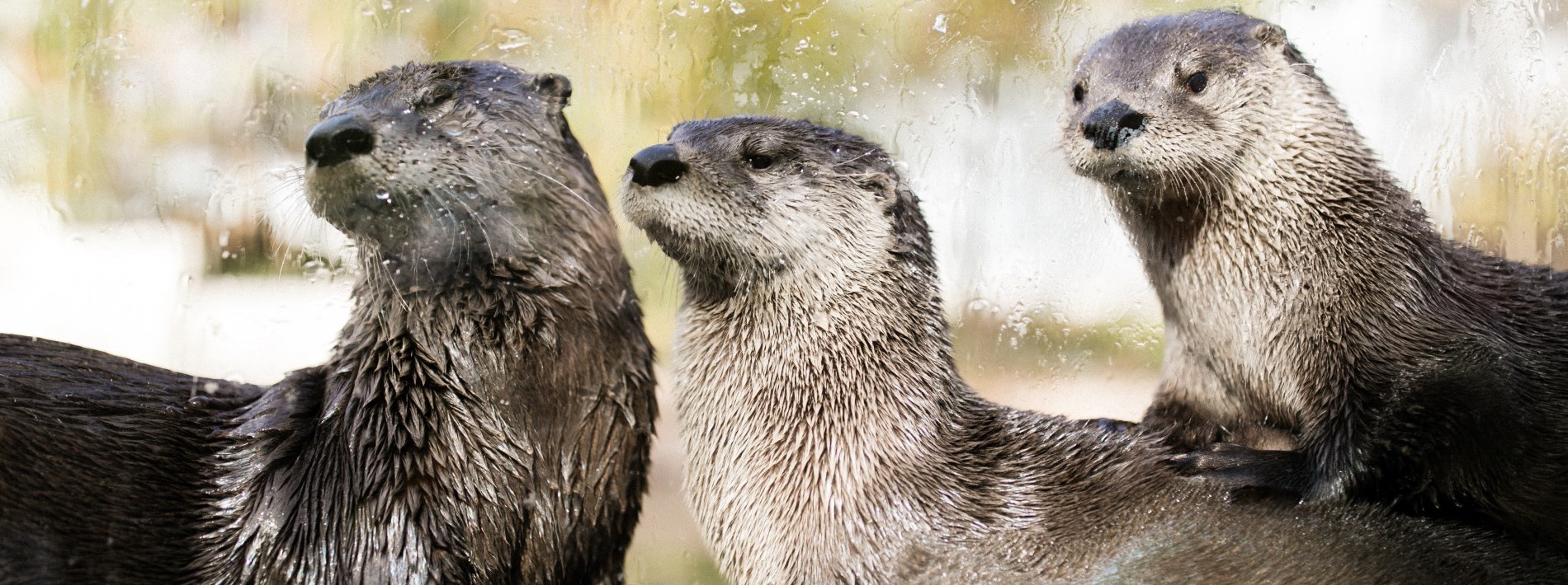 three otters