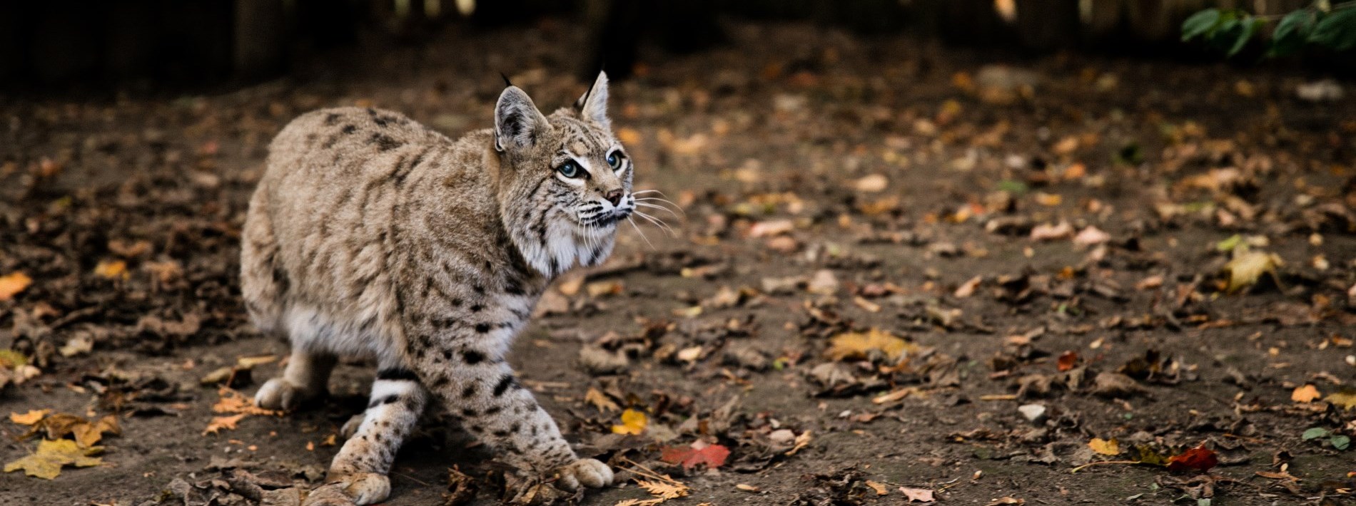 bobcat