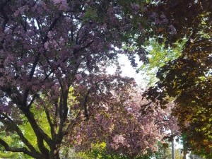 Trees and shrubs, purple apple blossoms
