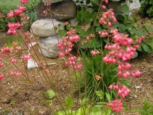 Coral Bells shapes flowers in garden