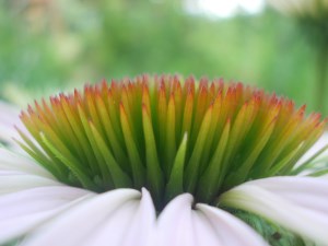 Flower in Bloom up close white and green