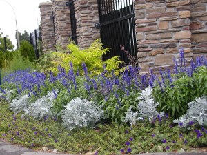 Front gate gardens with lavender and ground cover