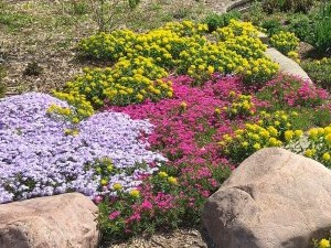 bright pink and light purple flowering ground cover