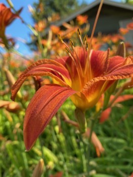close up of day lily flower in the gardens