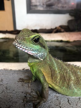 More than 150 animals representing over 40 species call Riverview Park and Zoo home close up of an Asian Water Dragon
