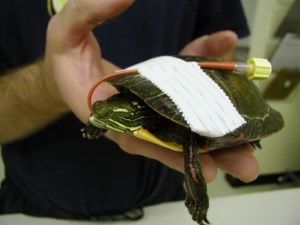 small green turtle with feeding tube