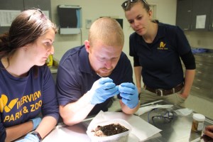 Two female Zoo staff watching a male veterinarian work on a turtle