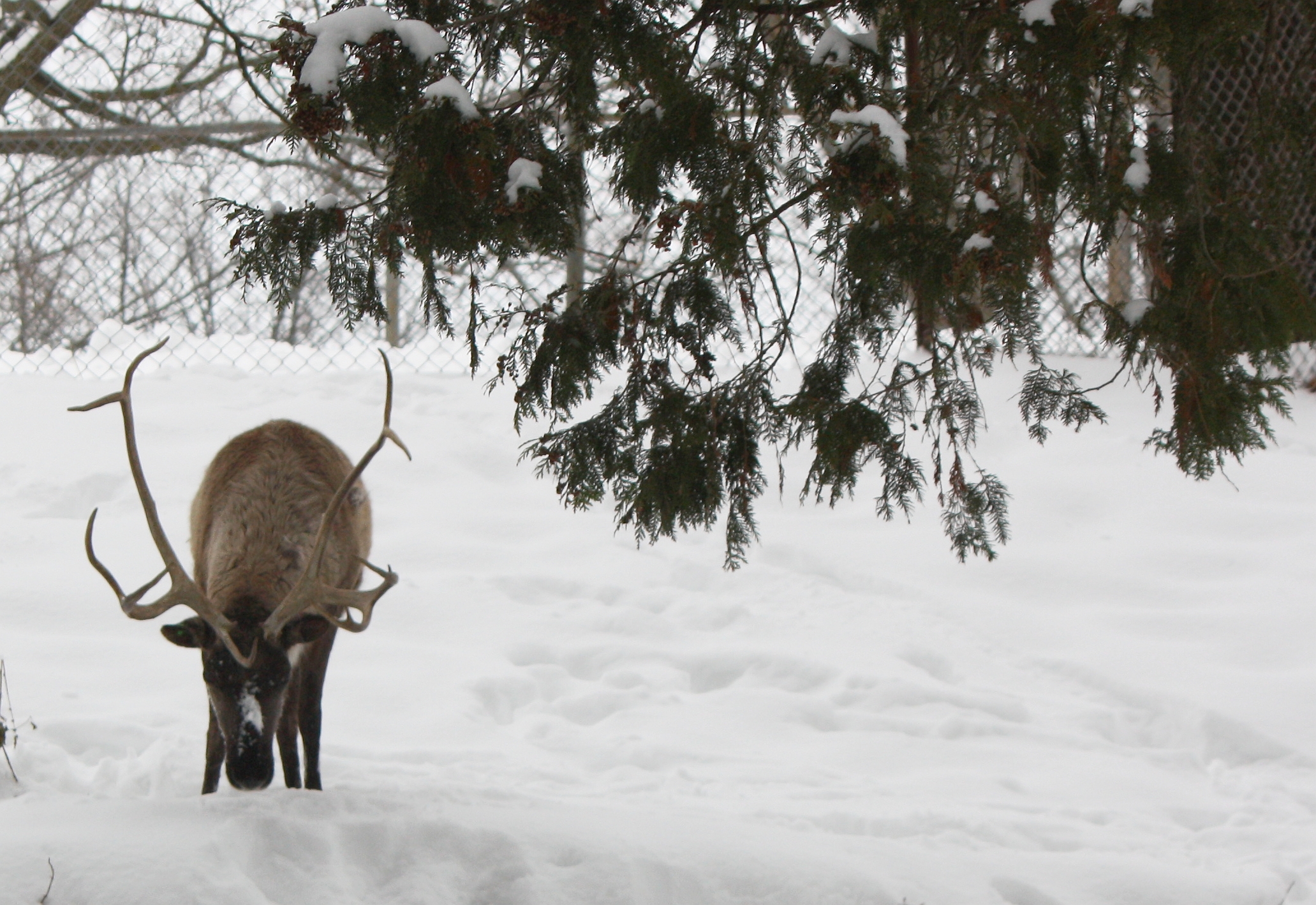 reindeer eating in the snow