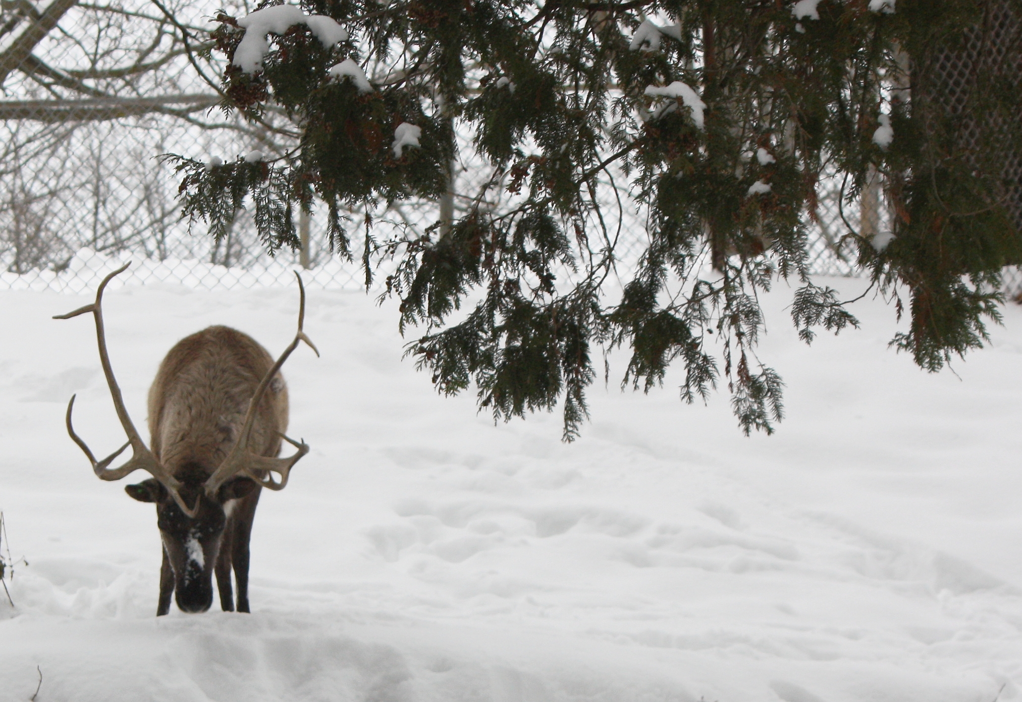 Come see the animals in the snow! reindeer eating in the snow