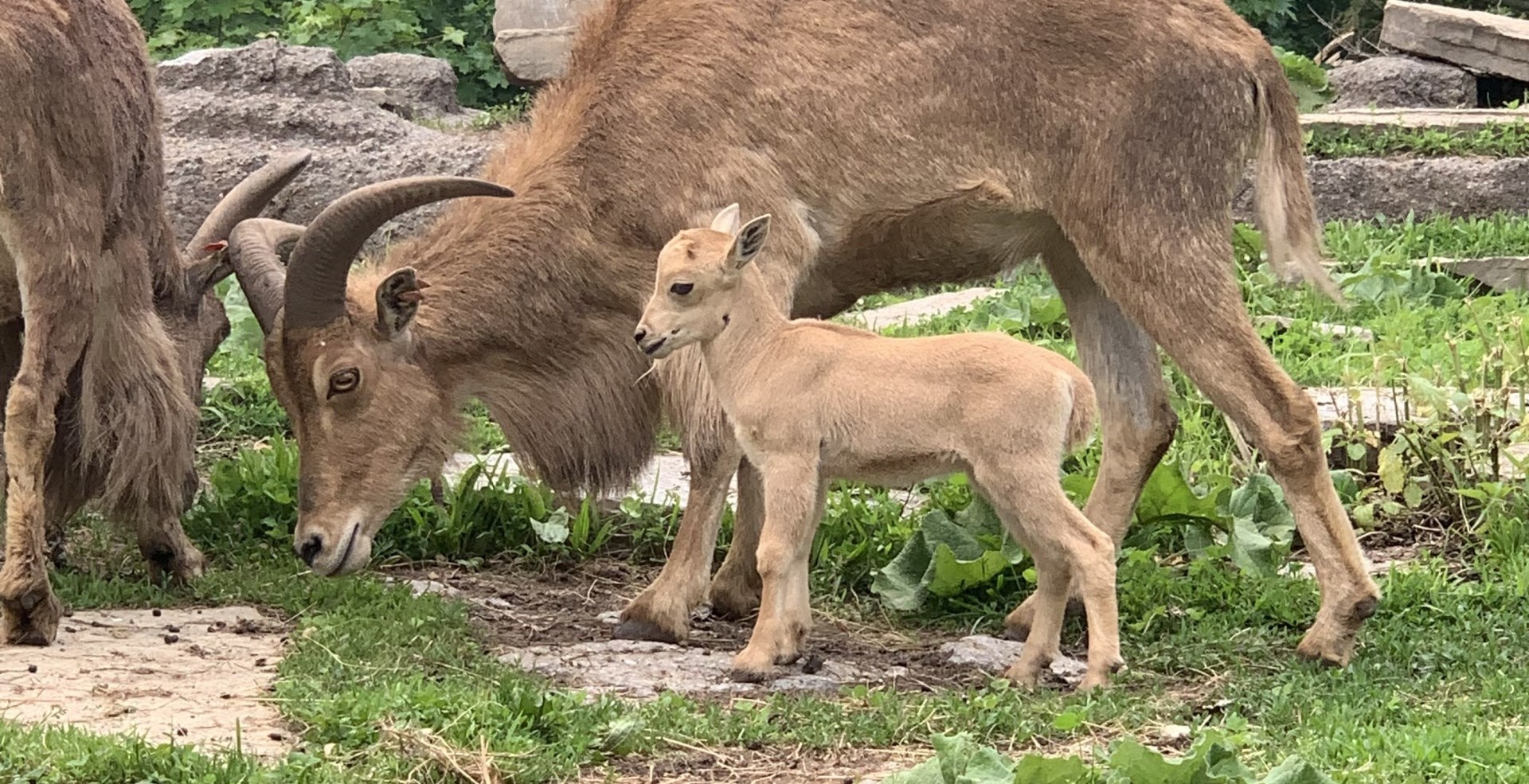 baby barbary sheep standing in front of a barbary sheep eating grass