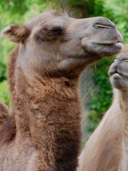 Did you know that a camels hump is made up of fat and not water? close up of the side of a camel face