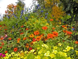 flowers in a garden