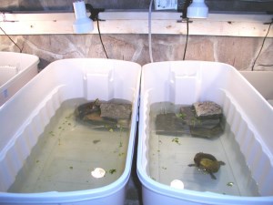 two large white tubs with rescued turtles