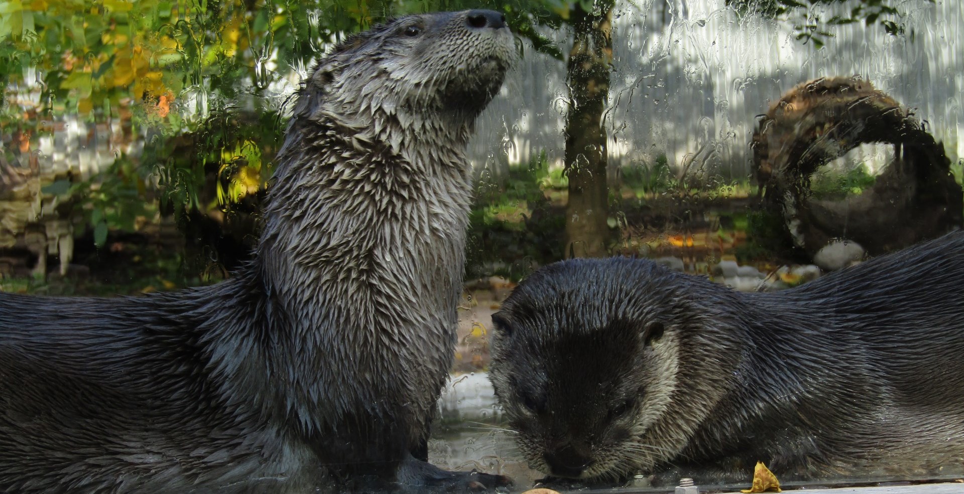 Thanks for an otter-ly amazing summer!