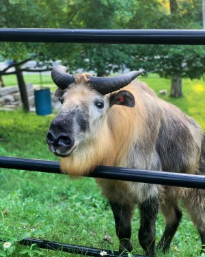 takin looking through the fence