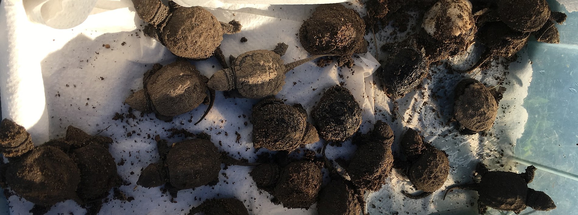 baby snapping turtles