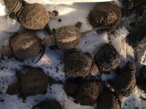 several sandy baby snapping turtles