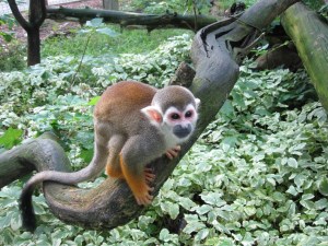 squirrel monkey