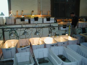 multiple containers holding turtles with heating lamps
