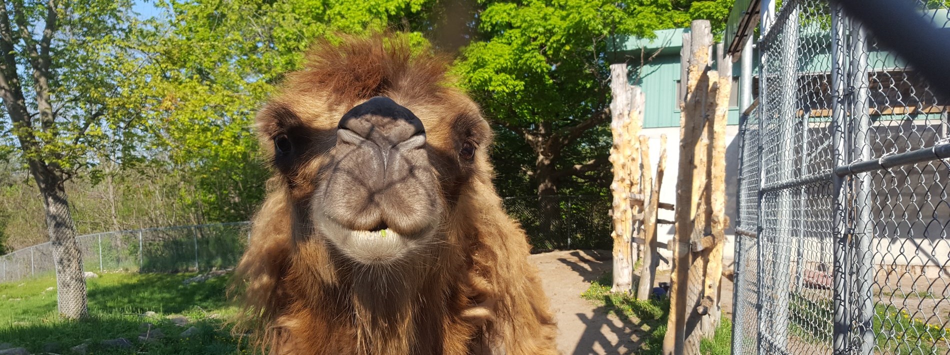 close up of camel face