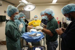 animal care team performing surgery