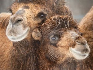 two bactrain camels snuggling