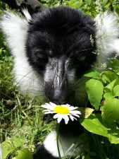 close up of black and white lemur sniffing a daisy flower