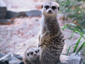 small  brown meerkat with dark mask around eyes up on hind legs