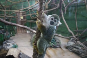 squirrel monkey on a branch