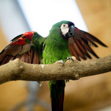 a Chestnut-Fronted Macaw on a branch spreading its wings