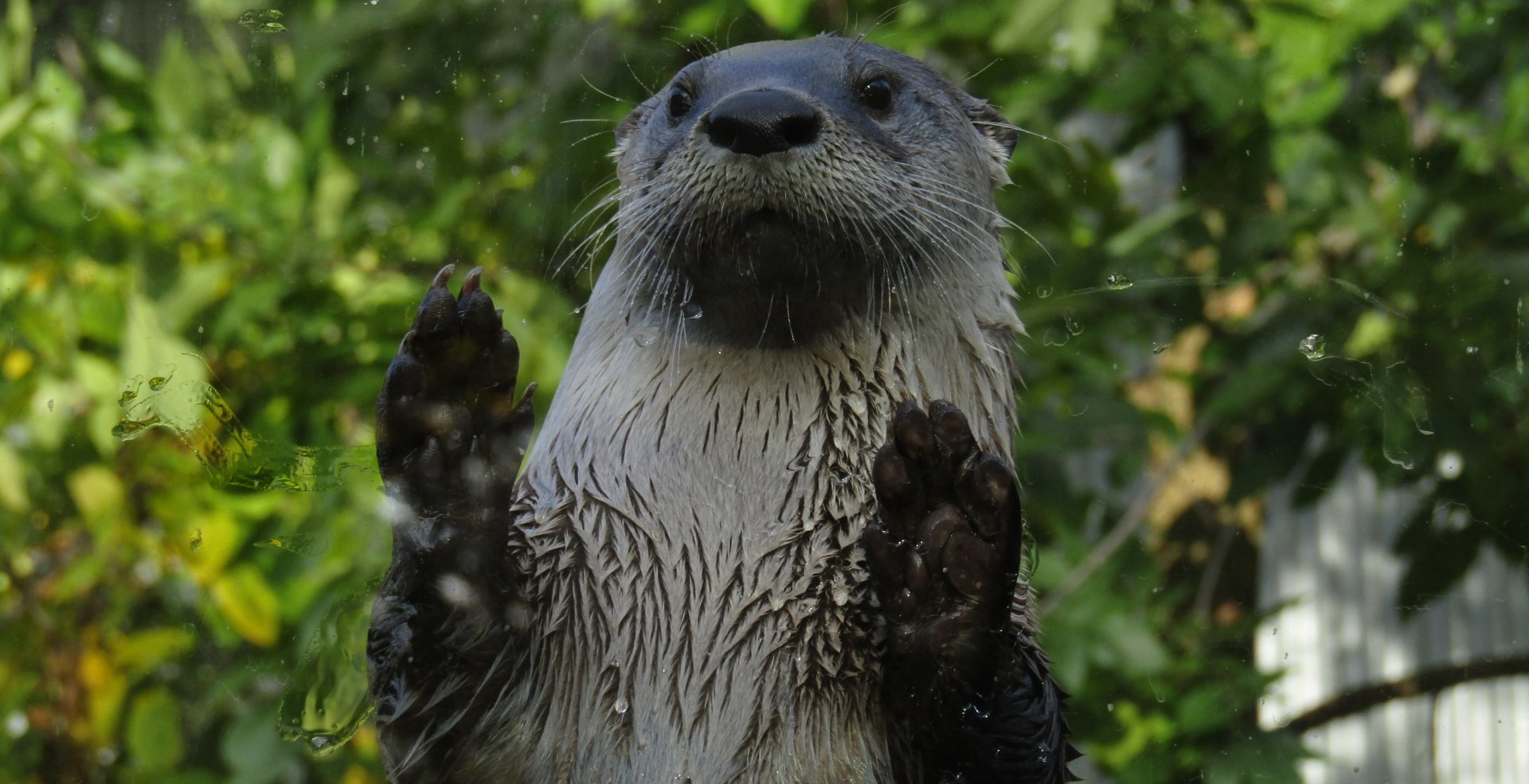 otter standing on hind legs