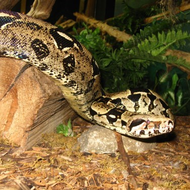 close up of a boa constrictor on a rock