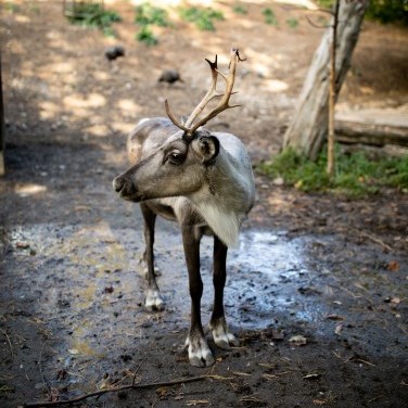 a caribou standing in its exhibit